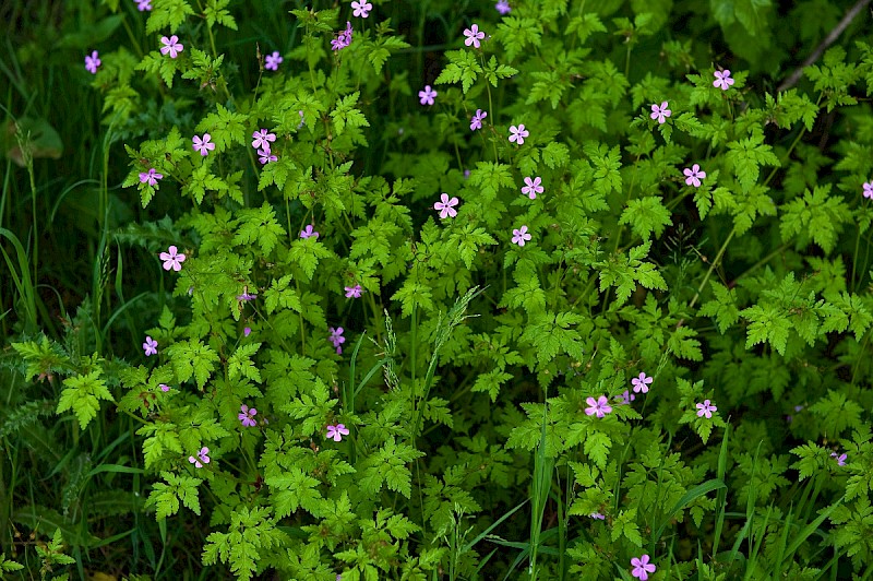 Geranium robertianum subsp. robertianum - © Charles Hipkin