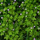 Geranium robertianum subsp. robertianum