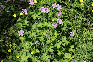 Geranium x oxonianum Druce's Crane's-bill