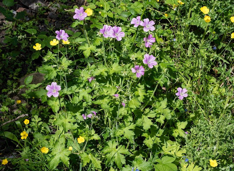 Geranium x oxonianum - © Charles Hipkin