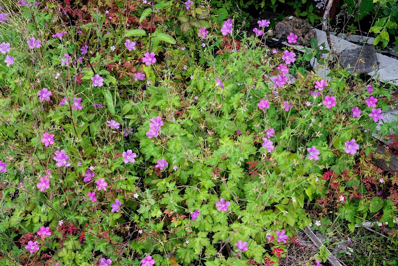 Geranium x oxonianum - © Charles Hipkin