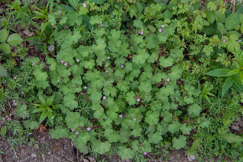 Geranium rotundifolium - © Charles Hipkin