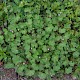 Geranium rotundifolium