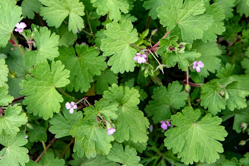 Geranium rotundifolium - © Charles Hipkin