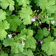 Geranium rotundifolium