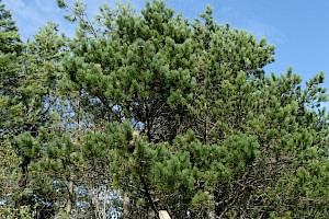 Pinus nigra subsp. laricio Corsican Pine