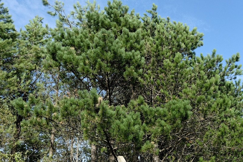 Pinus nigra subsp. laricio - © Charles Hipkin