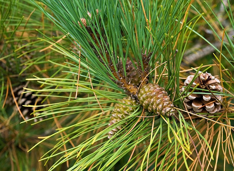 Pinus nigra subsp. laricio - © Charles Hipkin