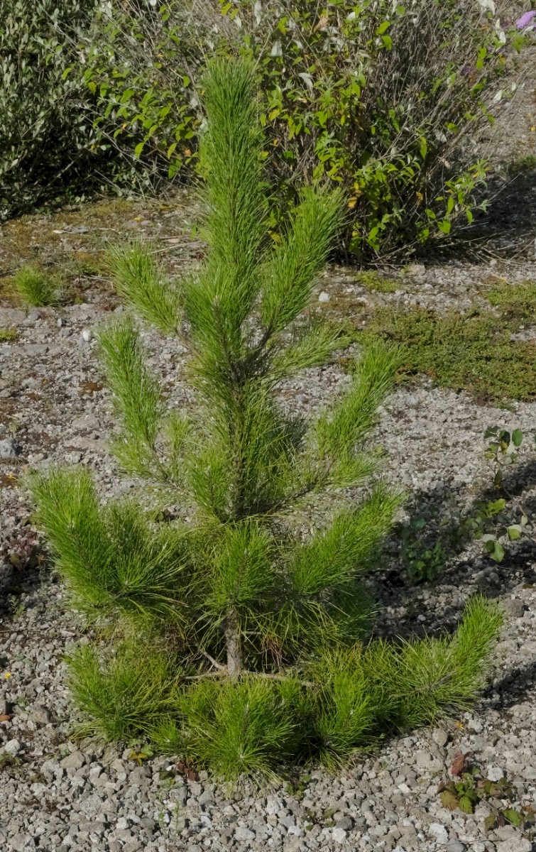 Pinus nigra subsp. laricio - © Charles Hipkin