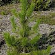 Pinus nigra subsp. laricio