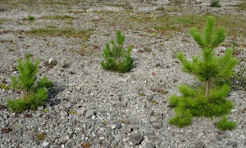 Pinus nigra subsp. laricio - © Charles Hipkin