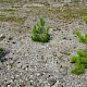 Pinus nigra subsp. laricio