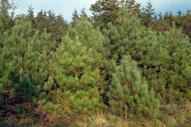 Pinus nigra subsp. laricio - © Charles Hipkin