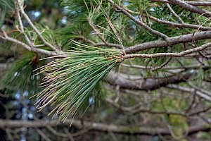 Pinaceae