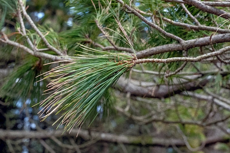 Pinus peuce - © Charles Hipkin