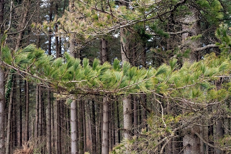 Pinus peuce - © Charles Hipkin