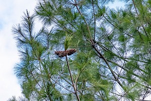 Pinus strobus Weymouth Pine