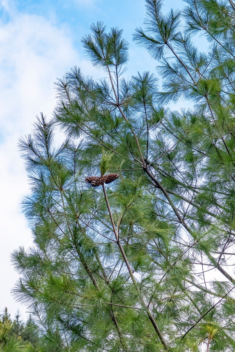 Pinus strobus - © Charles Hipkin