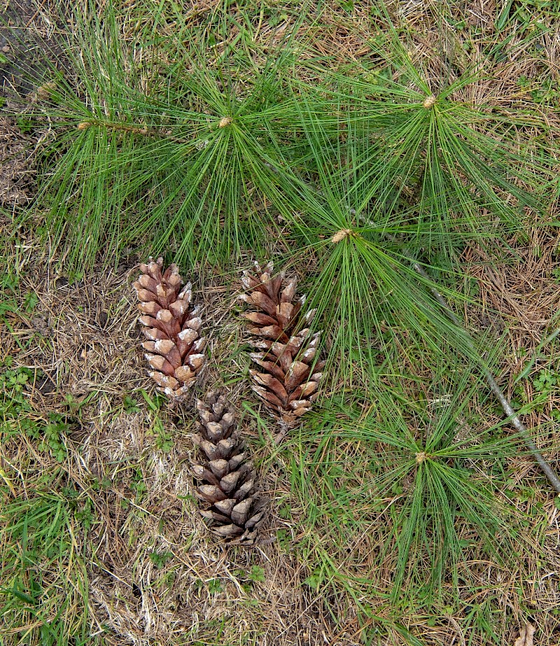 Pinus strobus - © Charles Hipkin