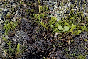 Didymodon acutus Pointed Beardmoss