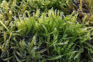 Drepanocladus aduncus Kneiff's Hook-moss