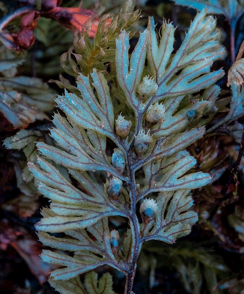 Hymenophyllum tunbrigense - © Charles Hipkin