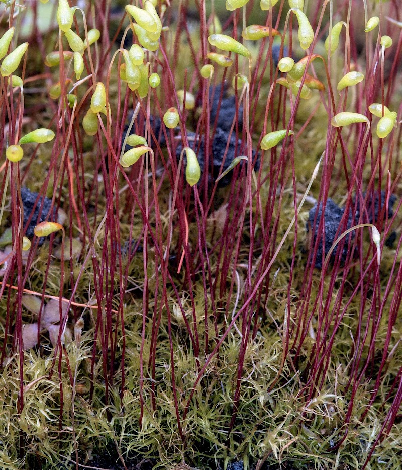 Leptobryum pyriforme - © Charles Hipkin