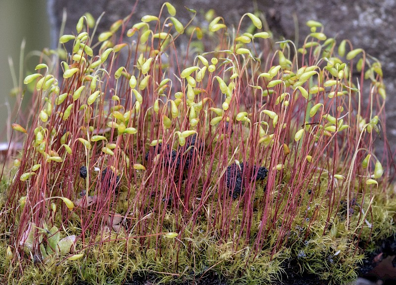 Leptobryum pyriforme - © Charles Hipkin