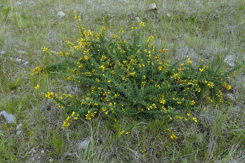 Ulex gallii - © Charles Hipkin