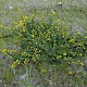 Ulex gallii