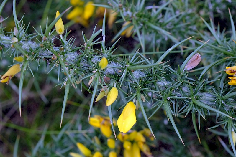 Ulex gallii - © Charles Hipkin