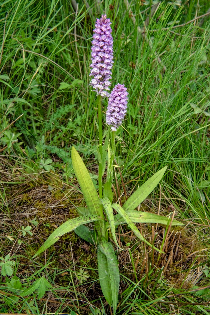 Dactylorhiza x grandis - © Charles Hipkin