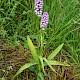 Dactylorhiza x grandis