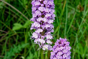 Dactylorhiza x grandis D. fuchsii x praetermissa