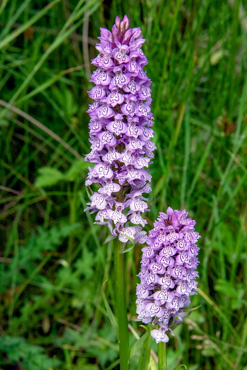 Dactylorhiza x grandis - © Charles Hipkin