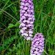 Dactylorhiza x grandis