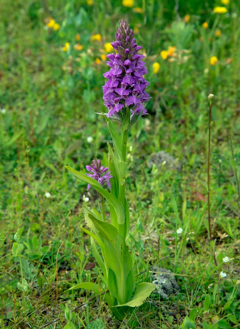 Dactylorhiza praetermissa - © Charles Hipkin