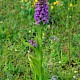 Dactylorhiza praetermissa