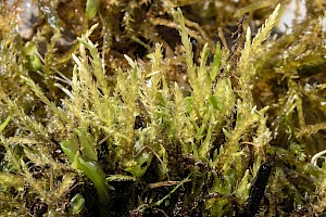 Straminergon stramineum Straw Spear-moss