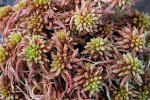 Sphagnum subnitens Lustrous Bog-moss