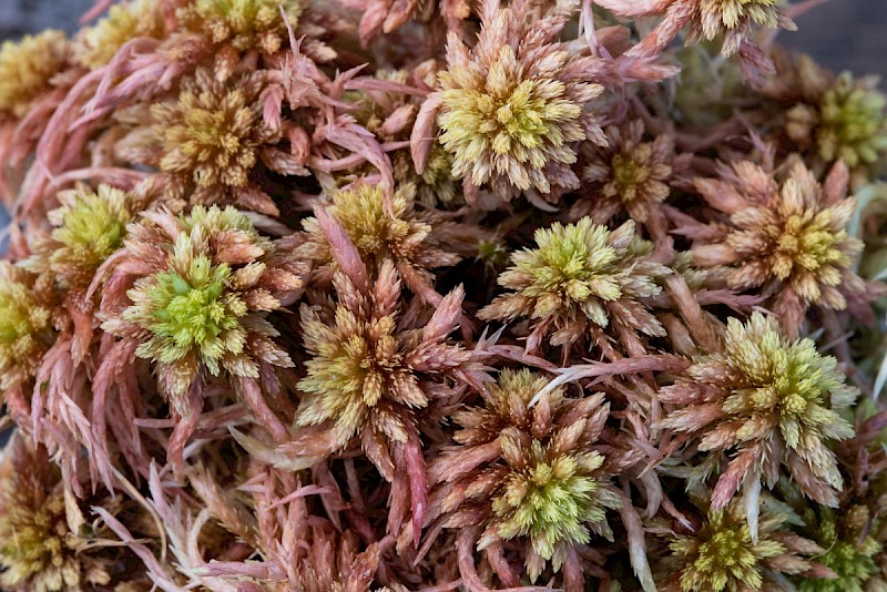 Sphagnum subnitens - © Charles Hipkin