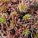 Sphagnum subnitens