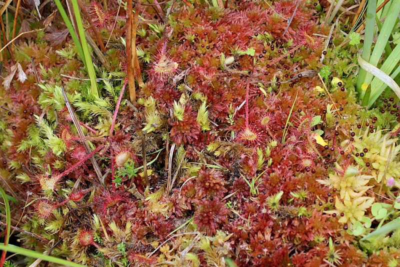 Sphagnum subnitens - © Barry Stewart