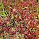 Sphagnum subnitens