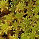 Sphagnum inundatum