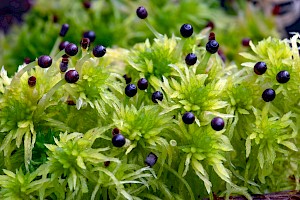 Sphagnum fimbriatum Fringed Bog-moss