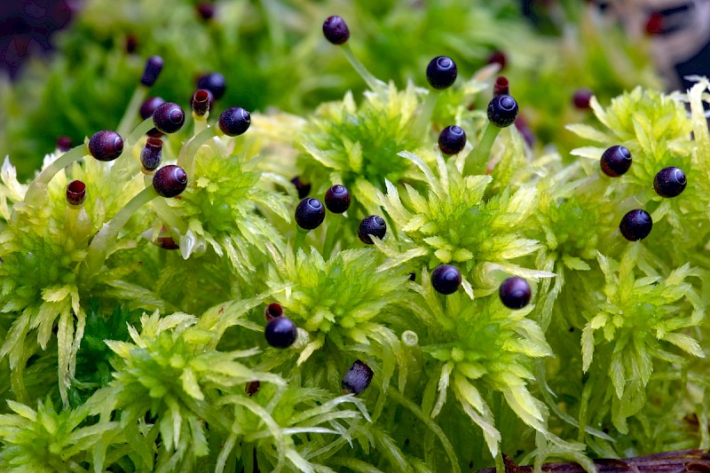 Sphagnum fimbriatum - © Charles Hipkin