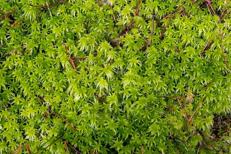 Sphagnum fimbriatum - © Charles Hipkin