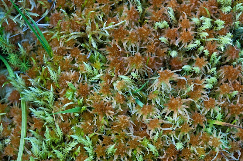 Sphagnum angustifolium - © Charles Hipkin