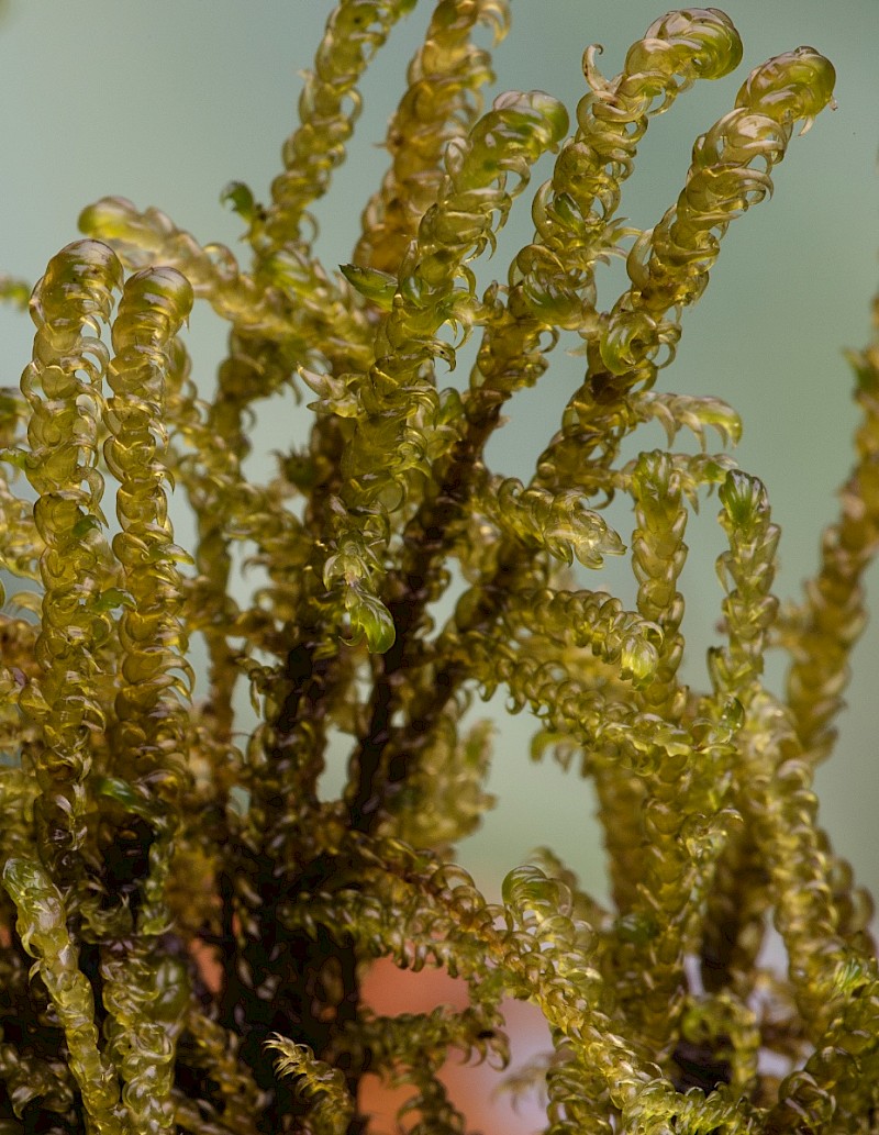 Scorpidium cossonii - © Charles Hipkin